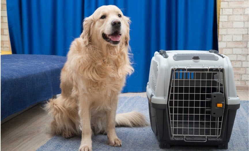 Pet-travel-safe-2-864x525