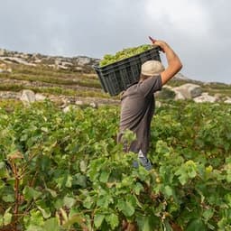 Vineyard Laborer (Field Worker)